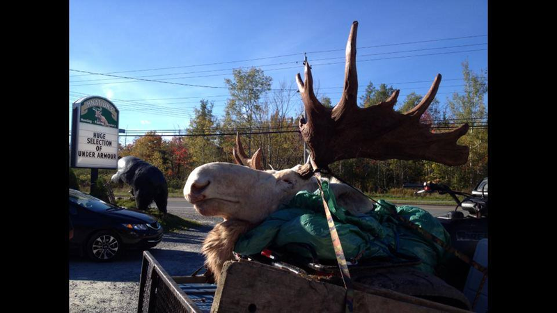Illustration for article titled These moronic hunters actually shot and killed a rare albino moose